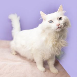 Snowflake, Senior Male Turkish Angora