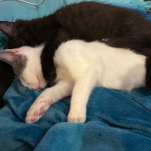 Uhura, Baby Female Domestic Short Hair
