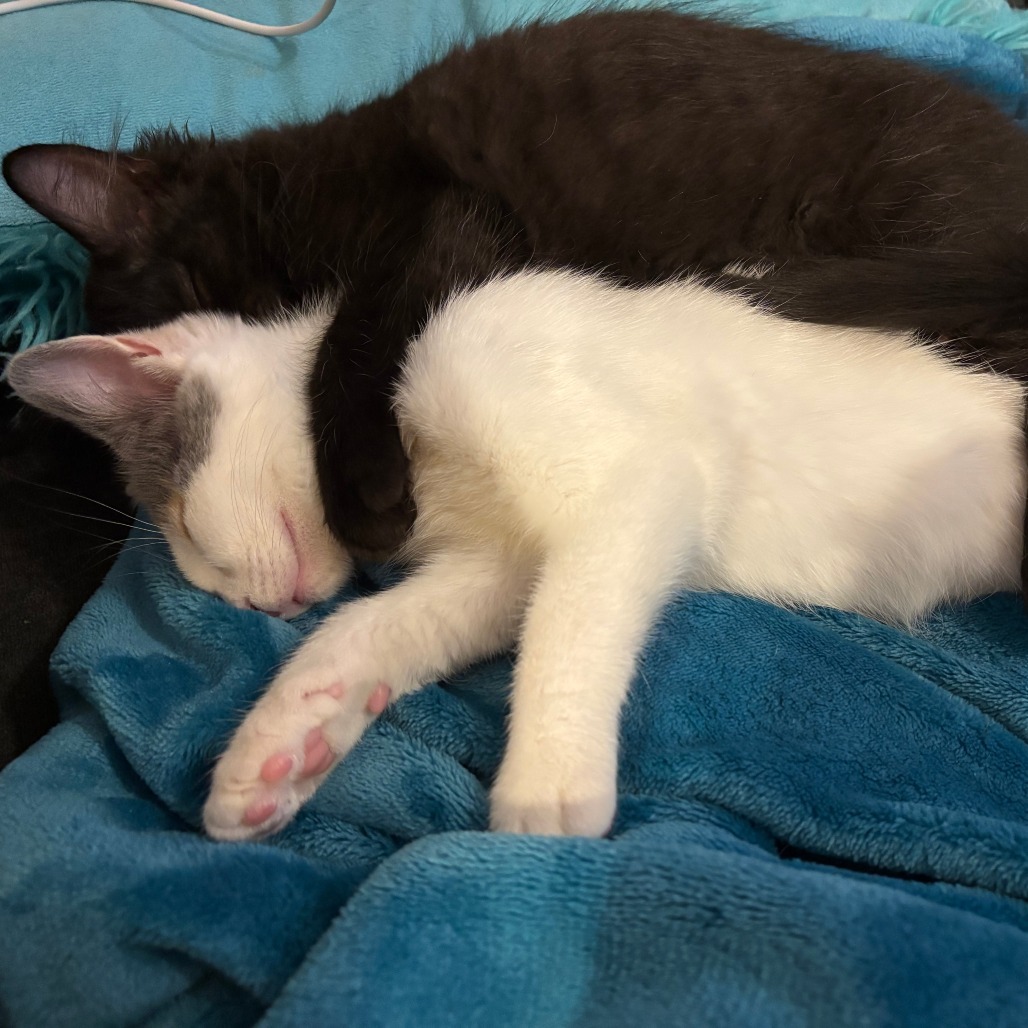 Spock