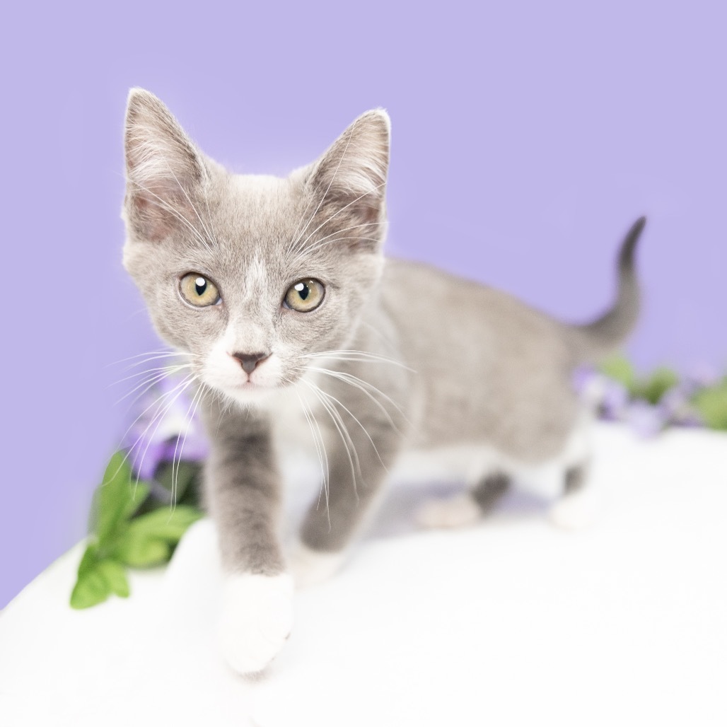 Lyra