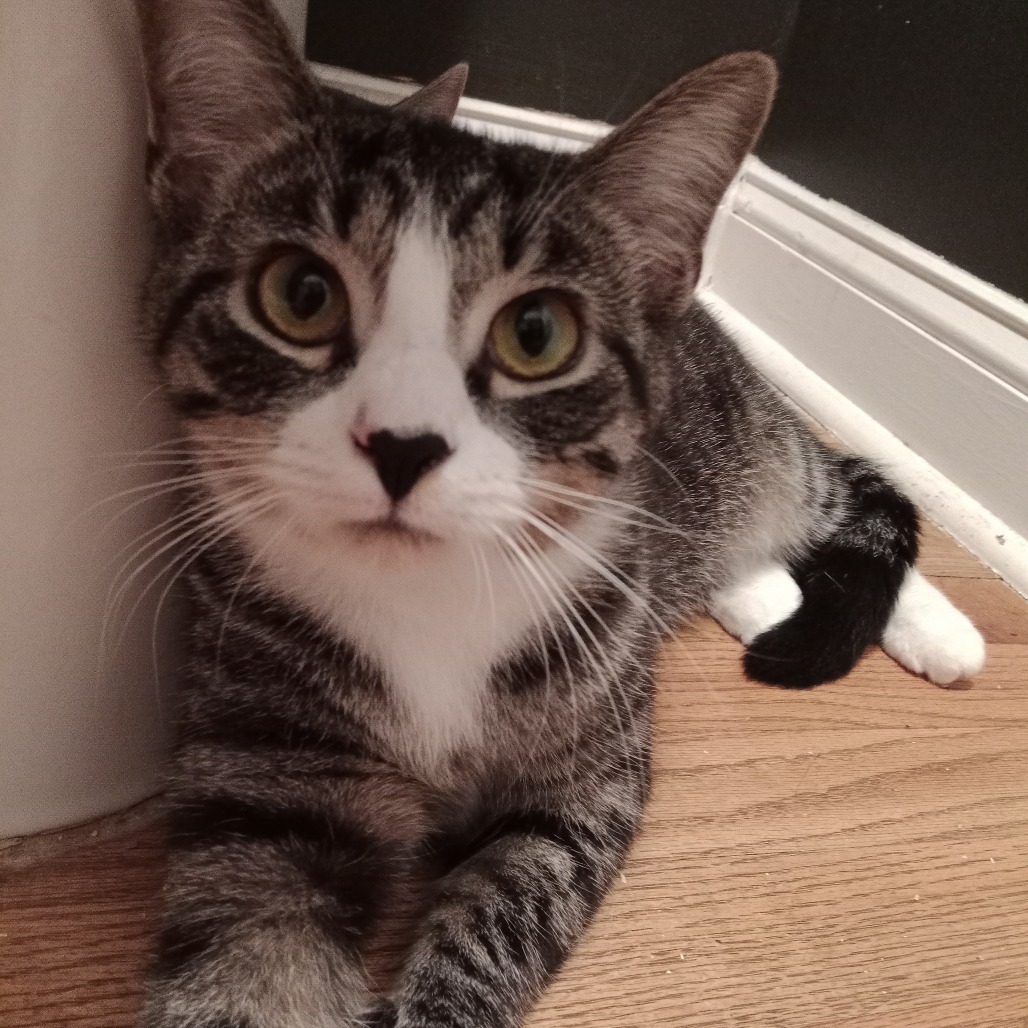 Patti