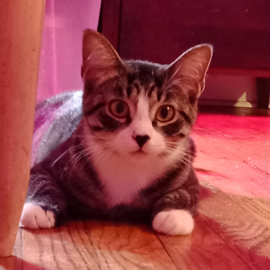 Patti