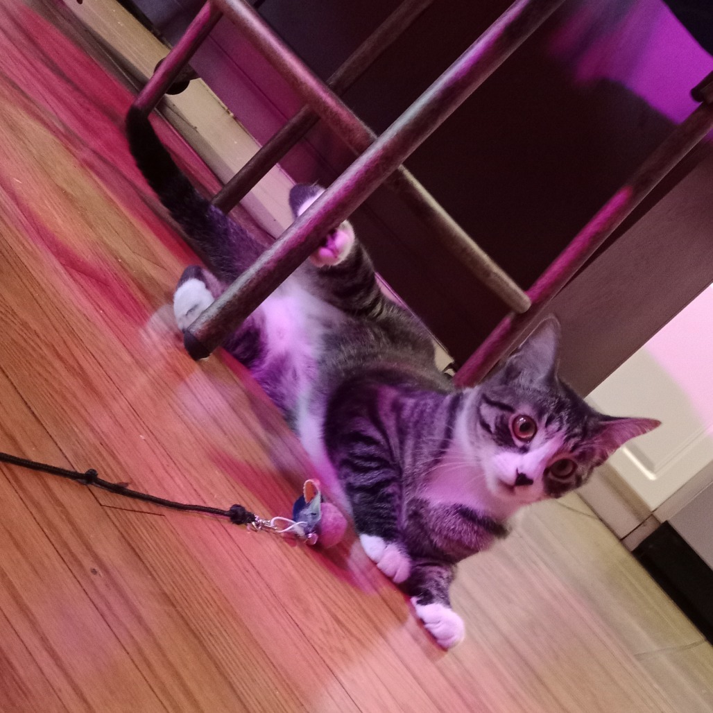 Patti