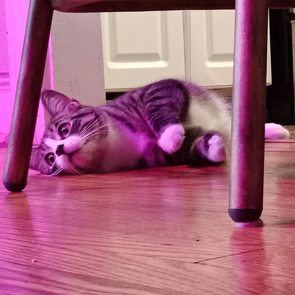 Patti