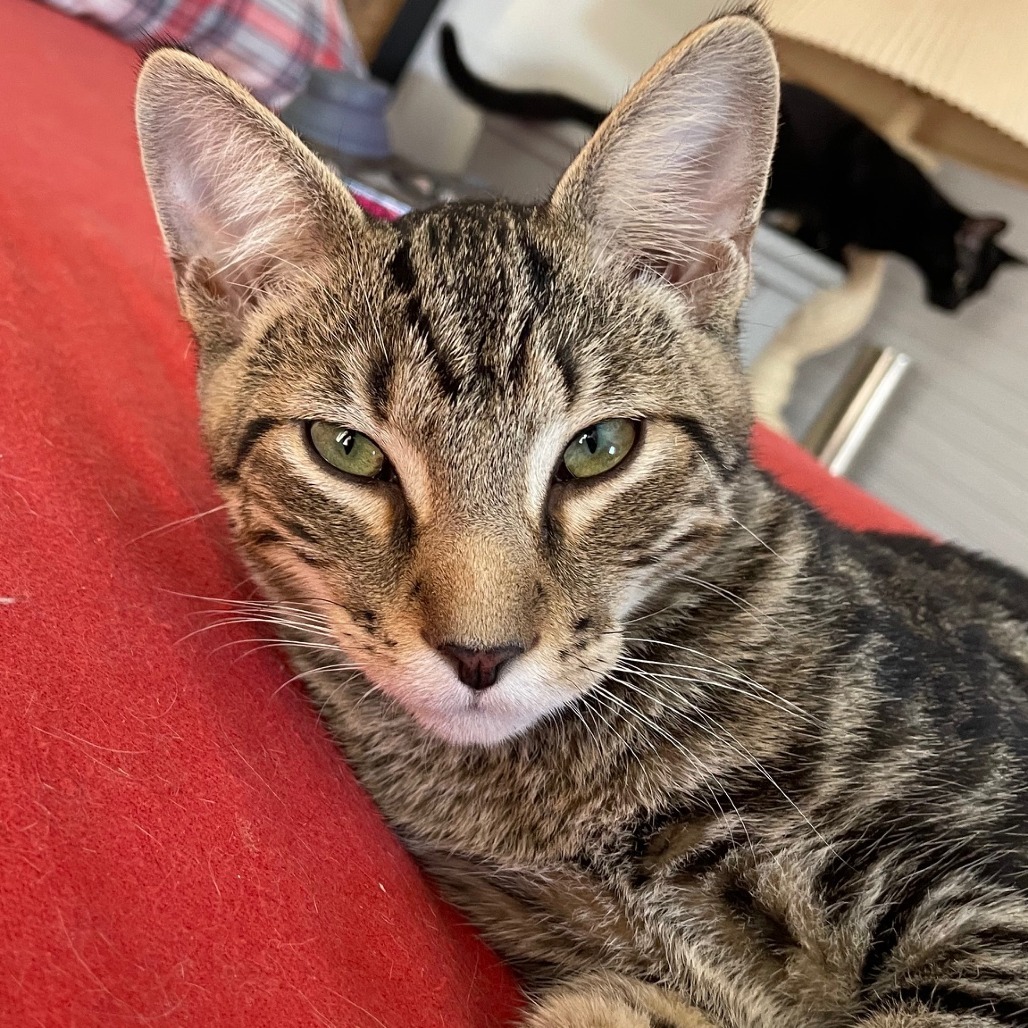 Eddie Zeus