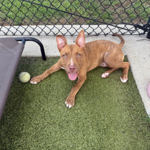 Spades, Baby Male Pit Bull Terrier