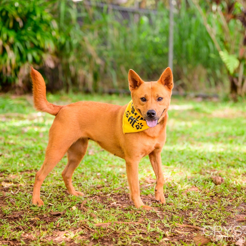 Sunflower, an adoptable Mixed Breed in Kailua Kona, HI, 96740 | Photo Image 1