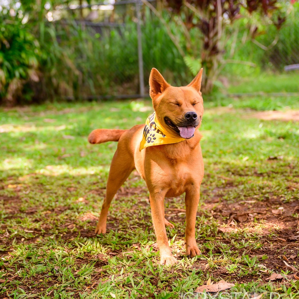 Sunflower, an adoptable Mixed Breed in Kailua Kona, HI, 96740 | Photo Image 2