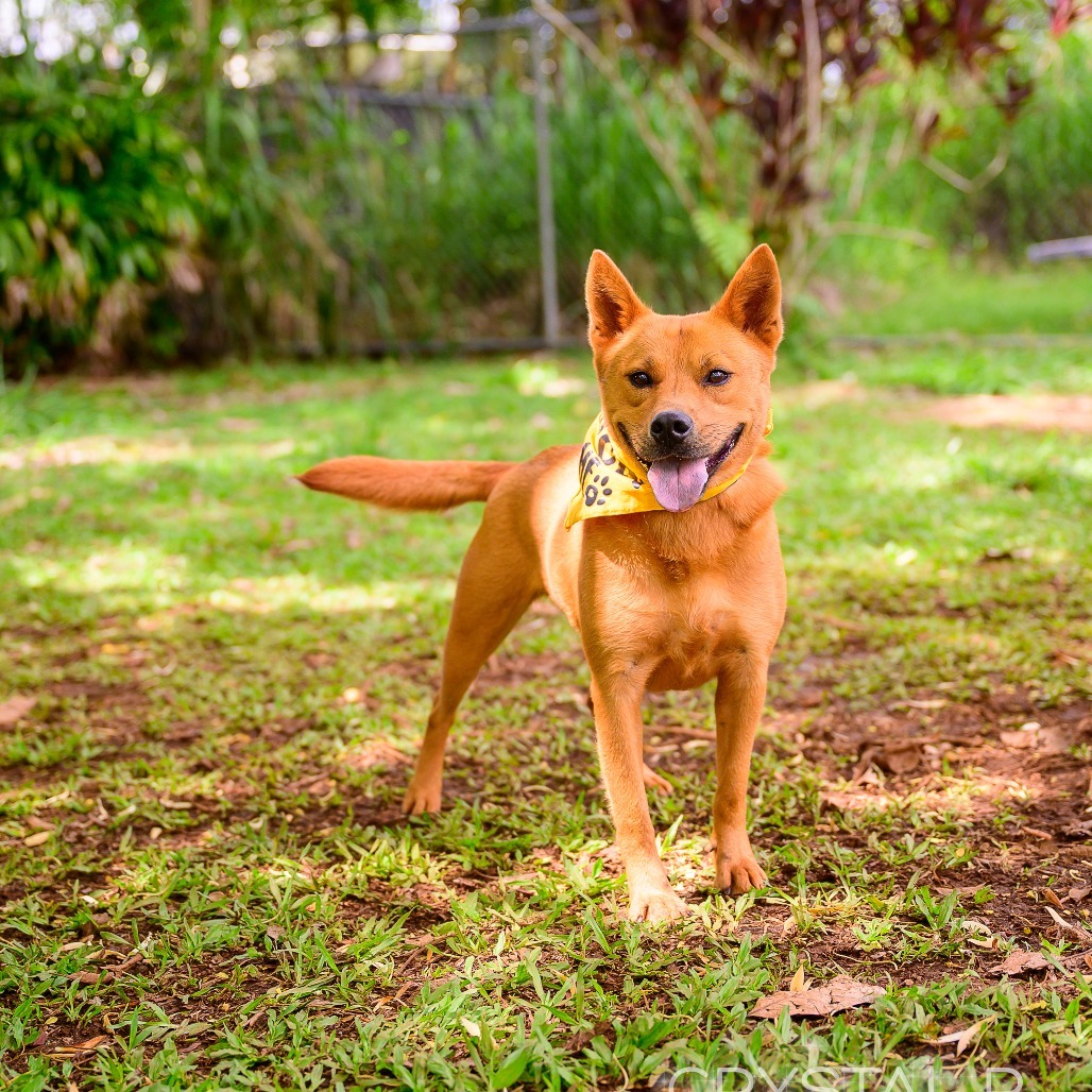 Sunflower, an adoptable Mixed Breed in Kailua Kona, HI, 96740 | Photo Image 3