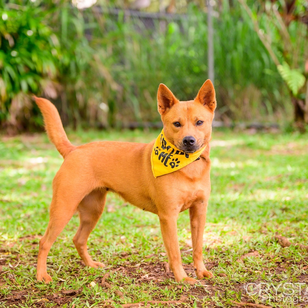 Sunflower, an adoptable Mixed Breed in Kailua Kona, HI, 96740 | Photo Image 4