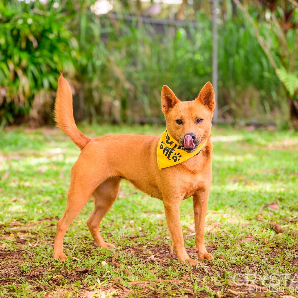 Sunflower, an adoptable Mixed Breed in Kailua Kona, HI, 96740 | Photo Image 5
