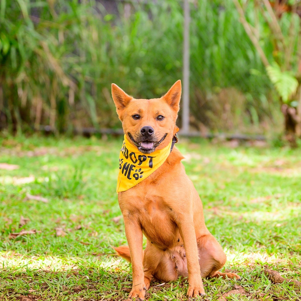 Sunflower, an adoptable Mixed Breed in Kailua Kona, HI, 96740 | Photo Image 6