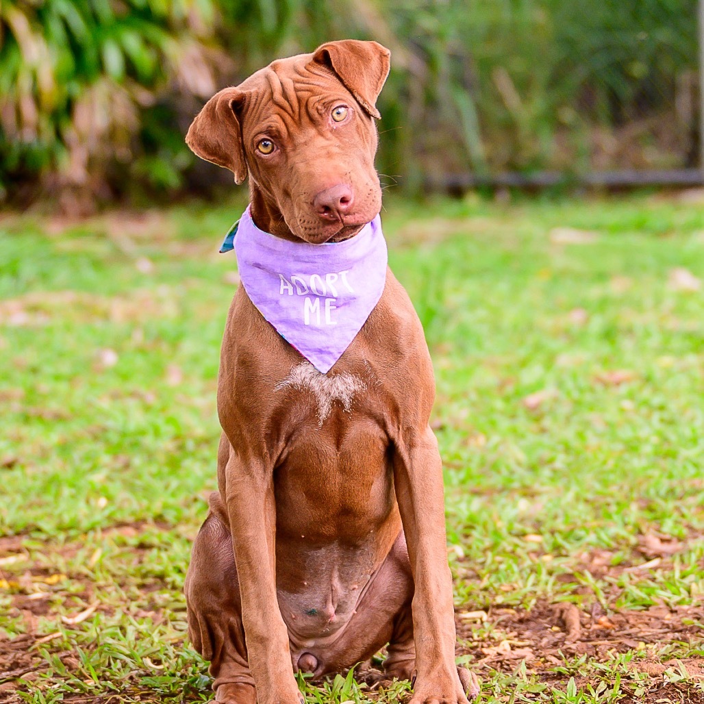 Nestle, an adoptable Mixed Breed in Kailua Kona, HI, 96740 | Photo Image 1