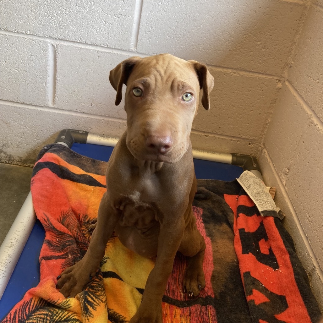 Nestle, an adoptable Mixed Breed in Kailua Kona, HI, 96740 | Photo Image 2