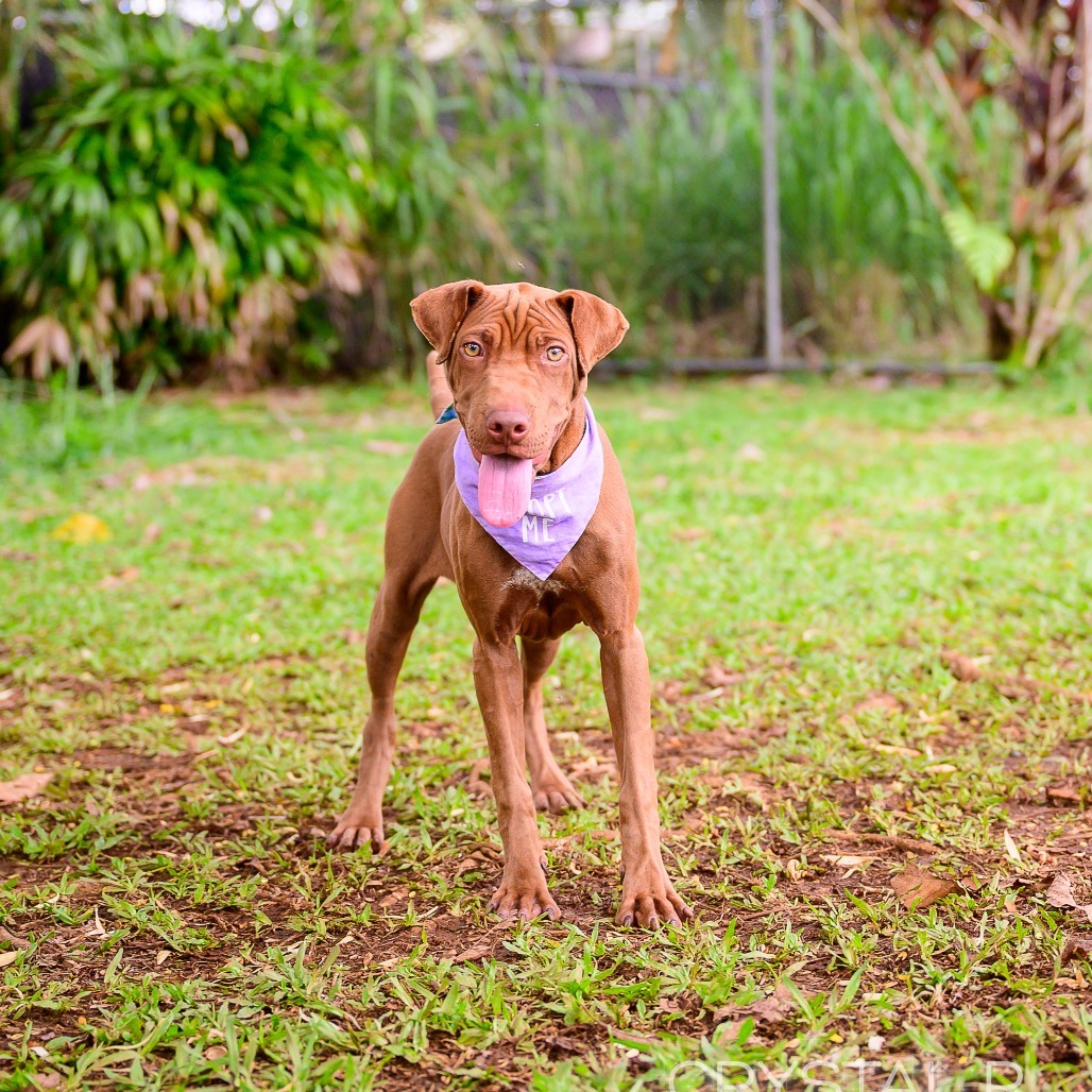 Nestle, an adoptable Mixed Breed in Kailua Kona, HI, 96740 | Photo Image 3