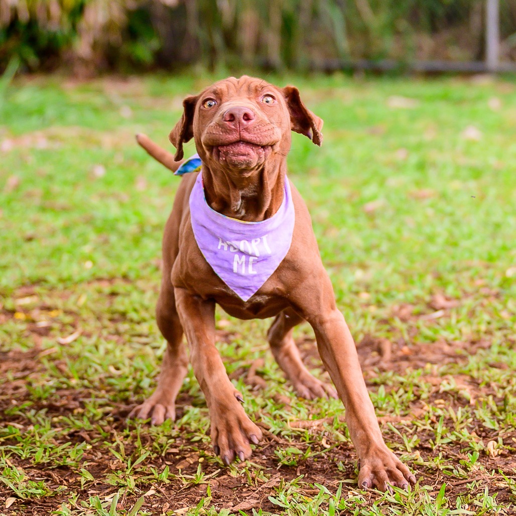 Nestle, an adoptable Mixed Breed in Kailua Kona, HI, 96740 | Photo Image 4