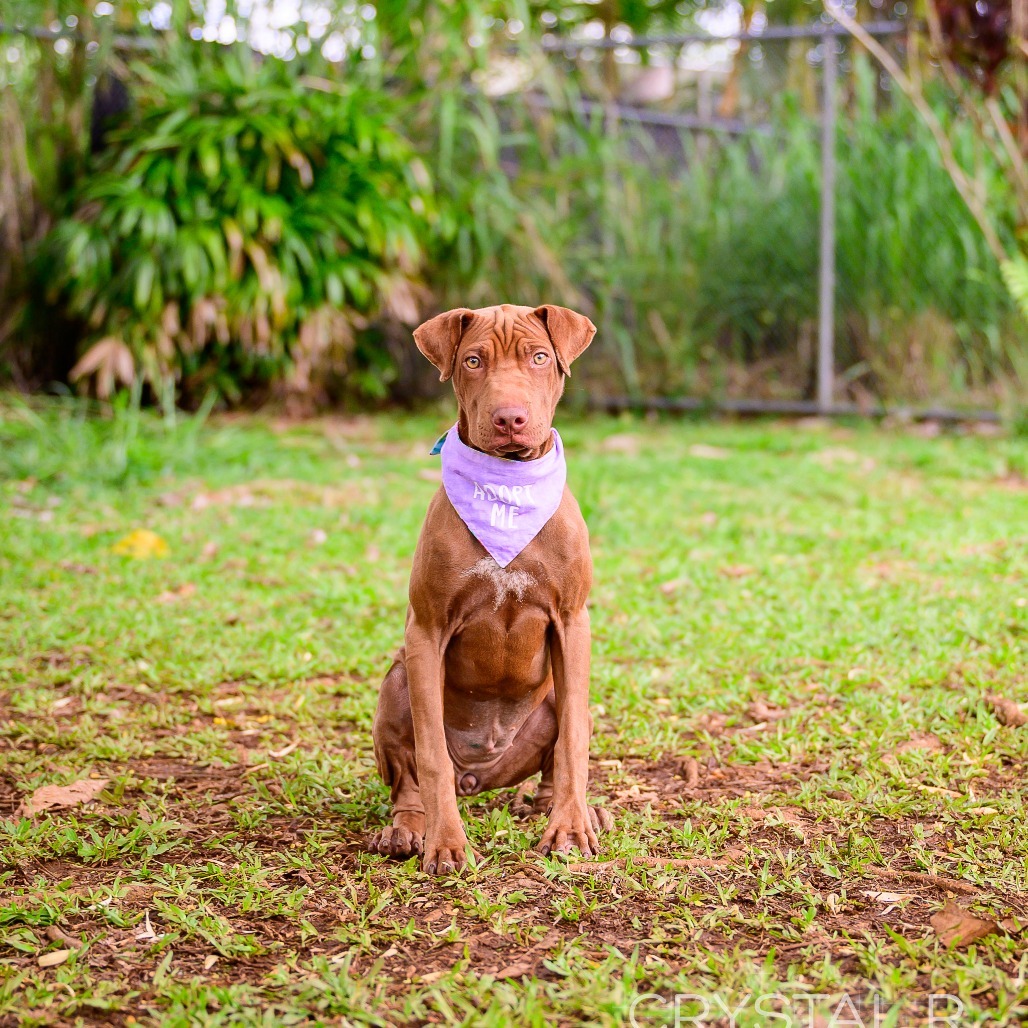 Nestle, an adoptable Mixed Breed in Kailua Kona, HI, 96740 | Photo Image 5