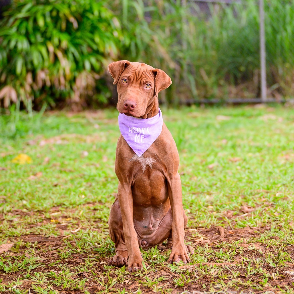 Nestle, an adoptable Mixed Breed in Kailua Kona, HI, 96740 | Photo Image 6