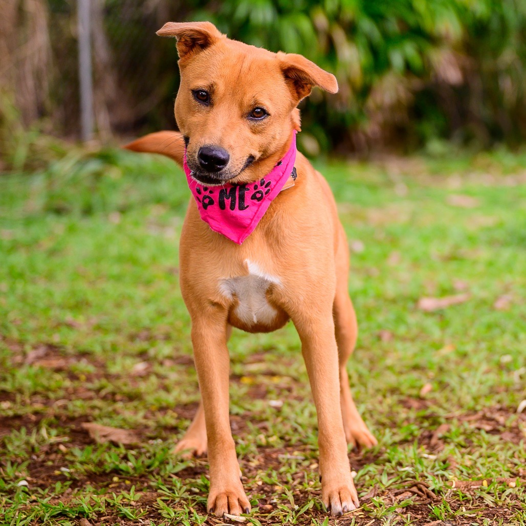 Summer, an adoptable Mixed Breed in Kailua Kona, HI, 96740 | Photo Image 1