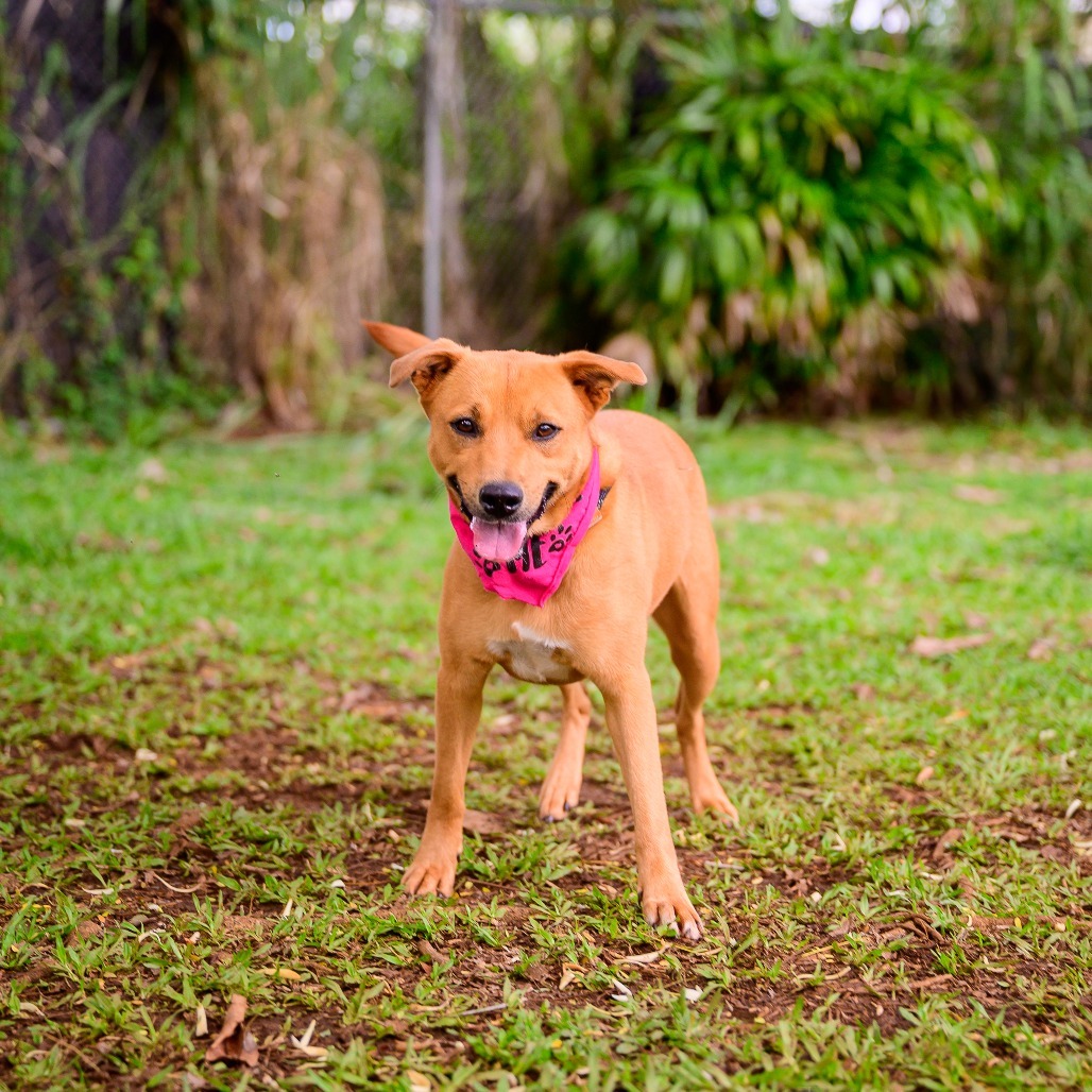 Summer, an adoptable Mixed Breed in Kailua Kona, HI, 96740 | Photo Image 2