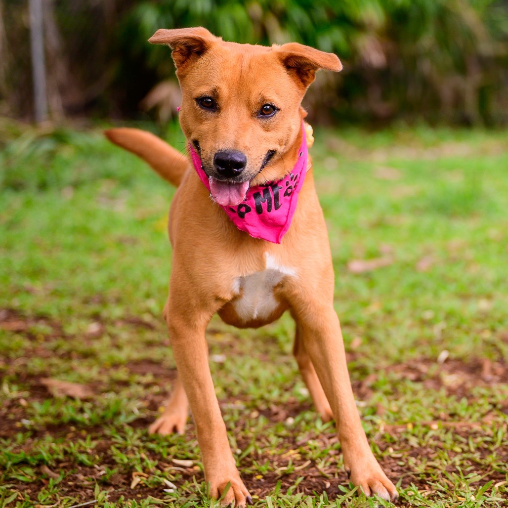Summer, an adoptable Mixed Breed in Kailua Kona, HI, 96740 | Photo Image 3
