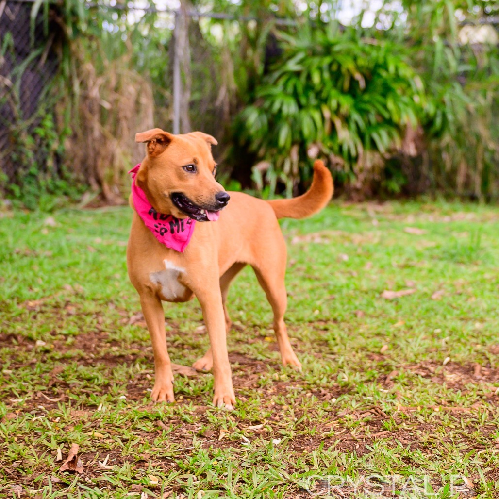 Summer, an adoptable Mixed Breed in Kailua Kona, HI, 96740 | Photo Image 4