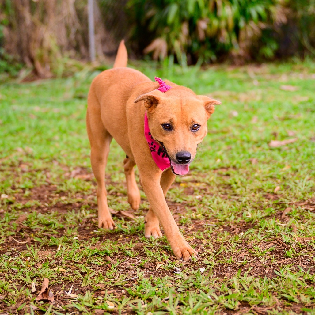 Summer, an adoptable Mixed Breed in Kailua Kona, HI, 96740 | Photo Image 5