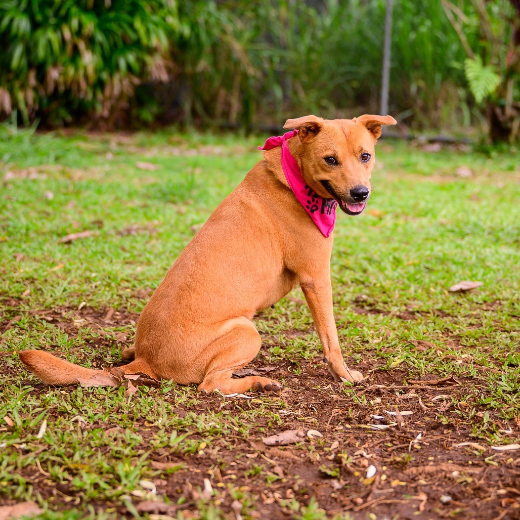 Summer, an adoptable Mixed Breed in Kailua Kona, HI, 96740 | Photo Image 6