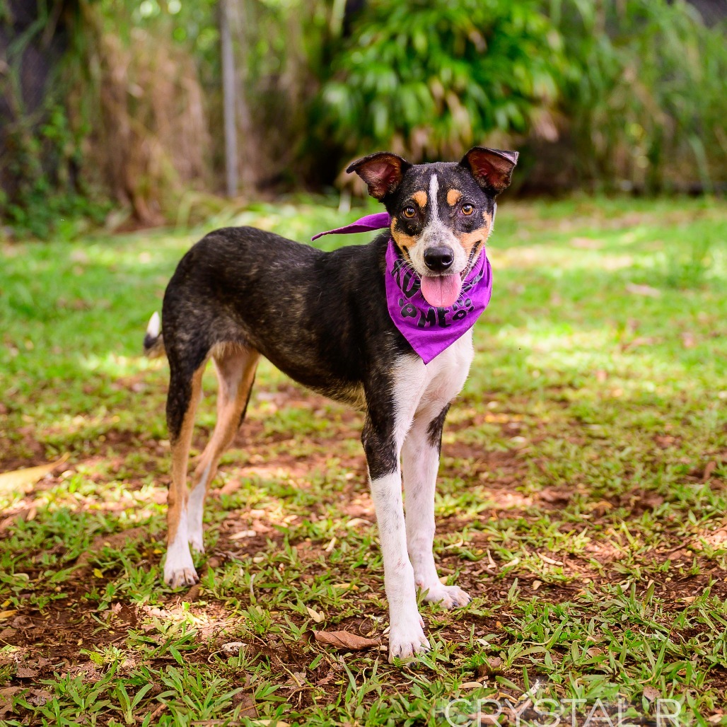 Starfish, an adoptable Mixed Breed in Kailua Kona, HI, 96740 | Photo Image 1