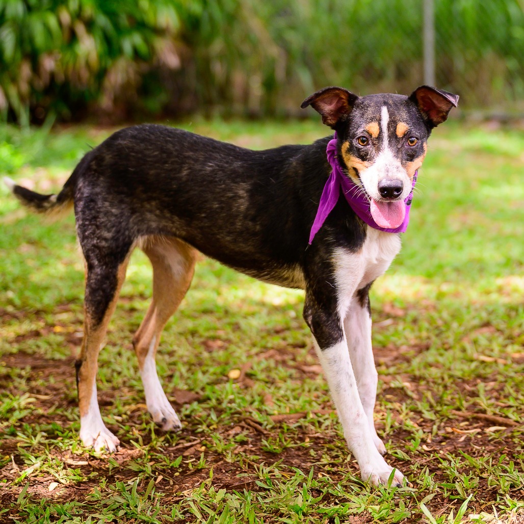 Starfish, an adoptable Mixed Breed in Kailua Kona, HI, 96740 | Photo Image 2