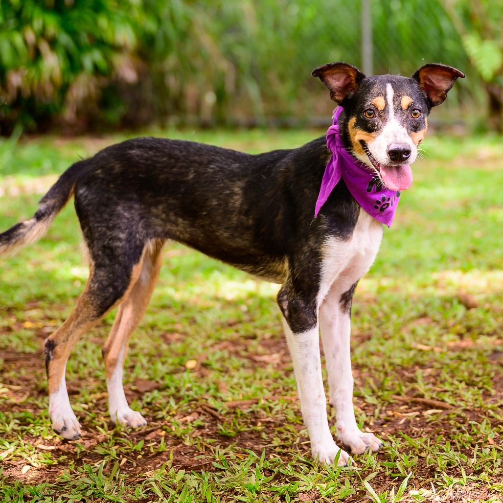 Starfish, an adoptable Mixed Breed in Kailua Kona, HI, 96740 | Photo Image 3