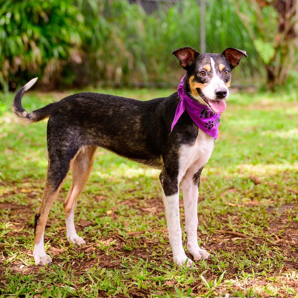 Starfish, an adoptable Mixed Breed in Kailua Kona, HI, 96740 | Photo Image 4