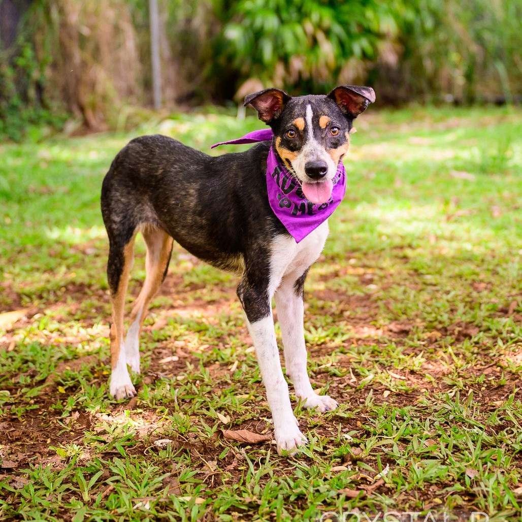 Starfish, an adoptable Mixed Breed in Kailua Kona, HI, 96740 | Photo Image 5