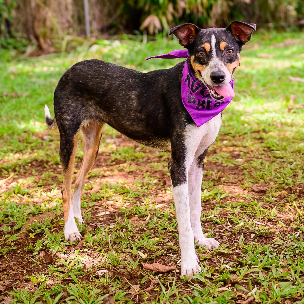 Starfish, an adoptable Mixed Breed in Kailua Kona, HI, 96740 | Photo Image 6