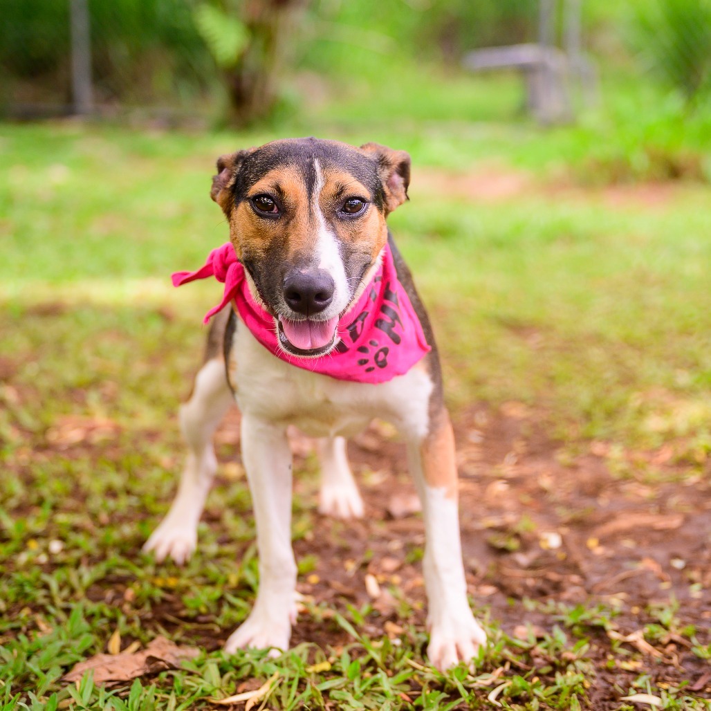 Kitty, an adoptable Mixed Breed in Kailua Kona, HI, 96740 | Photo Image 1