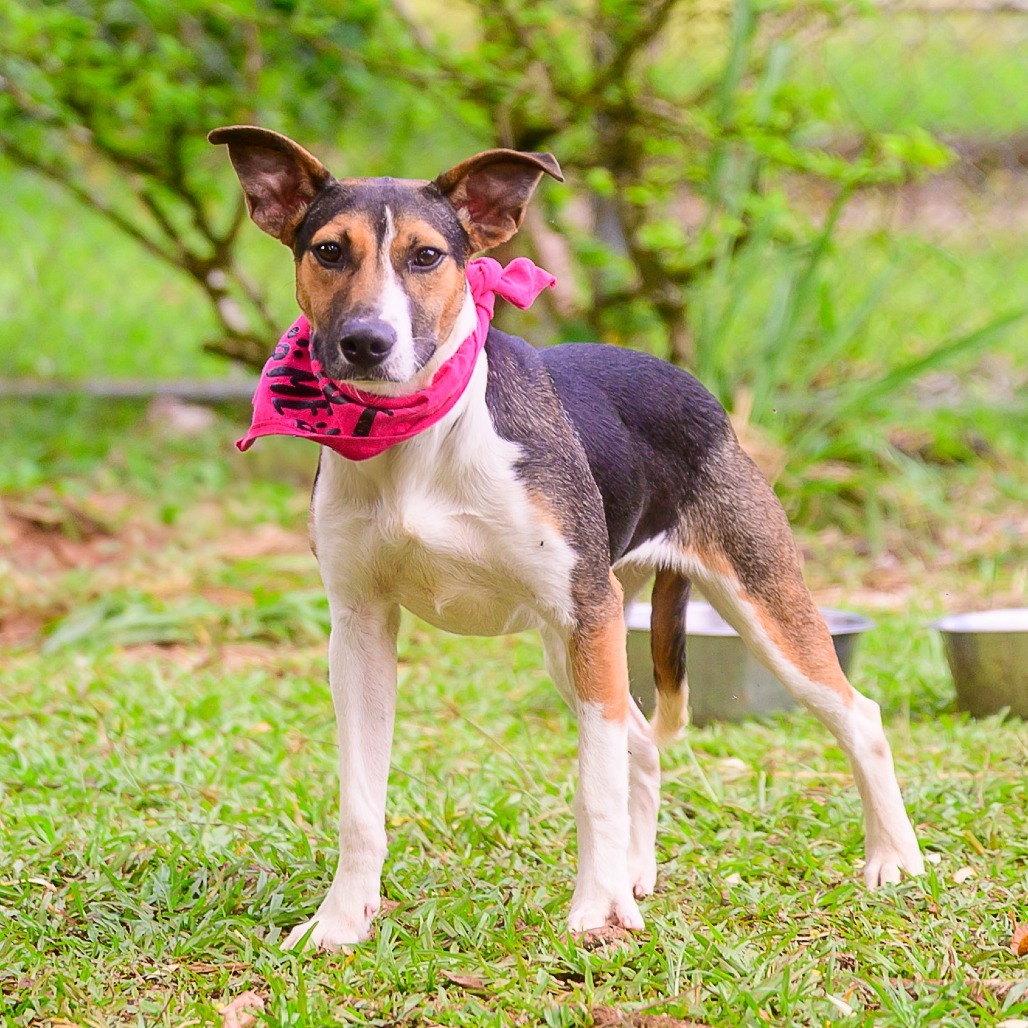 Kitty, an adoptable Mixed Breed in Kailua Kona, HI, 96740 | Photo Image 2