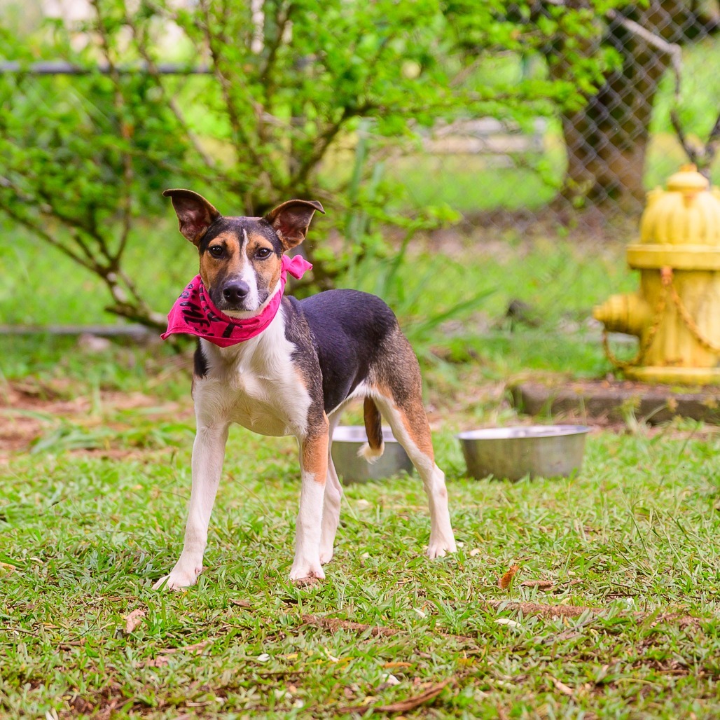 Kitty, an adoptable Mixed Breed in Kailua Kona, HI, 96740 | Photo Image 3