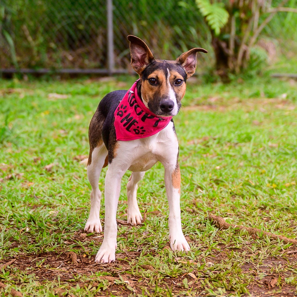 Kitty, an adoptable Mixed Breed in Kailua Kona, HI, 96740 | Photo Image 4