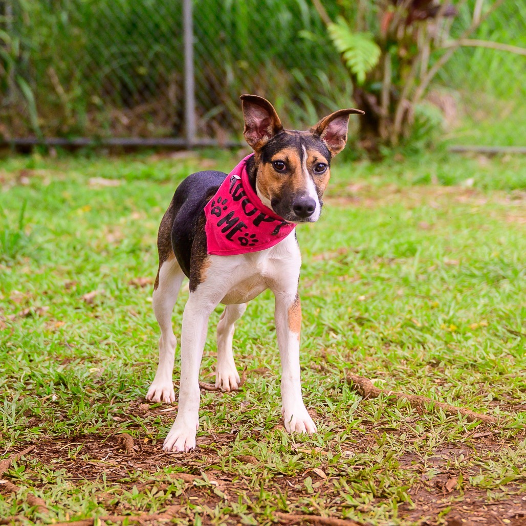 Kitty, an adoptable Mixed Breed in Kailua Kona, HI, 96740 | Photo Image 5