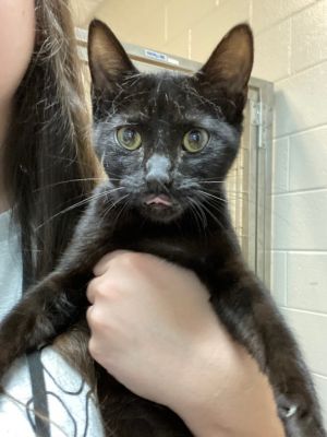 Glaser, Baby Female Domestic Short Hair