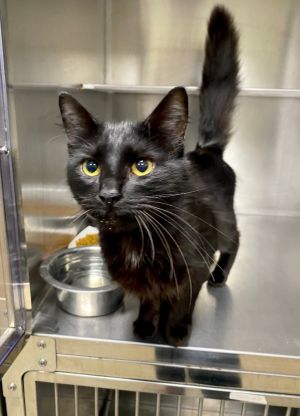Fey, Young Female Domestic Short Hair