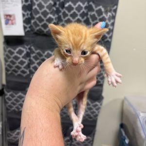 6/26/25 Mallard Dr. Stray, Baby Male Domestic Short Hair