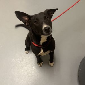 Lorelei, Young Female Mixed Breed