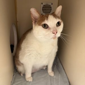 Muffin, Senior Female unknown