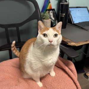 Muffin, Senior Female unknown