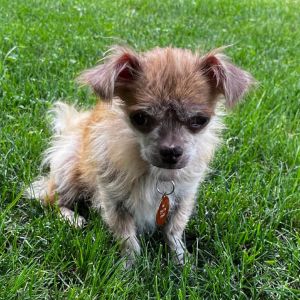 Cloe, Young Female Chihuahua