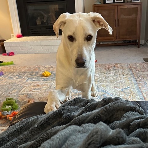 Murphy