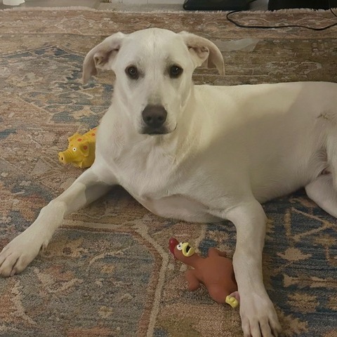 Murphy