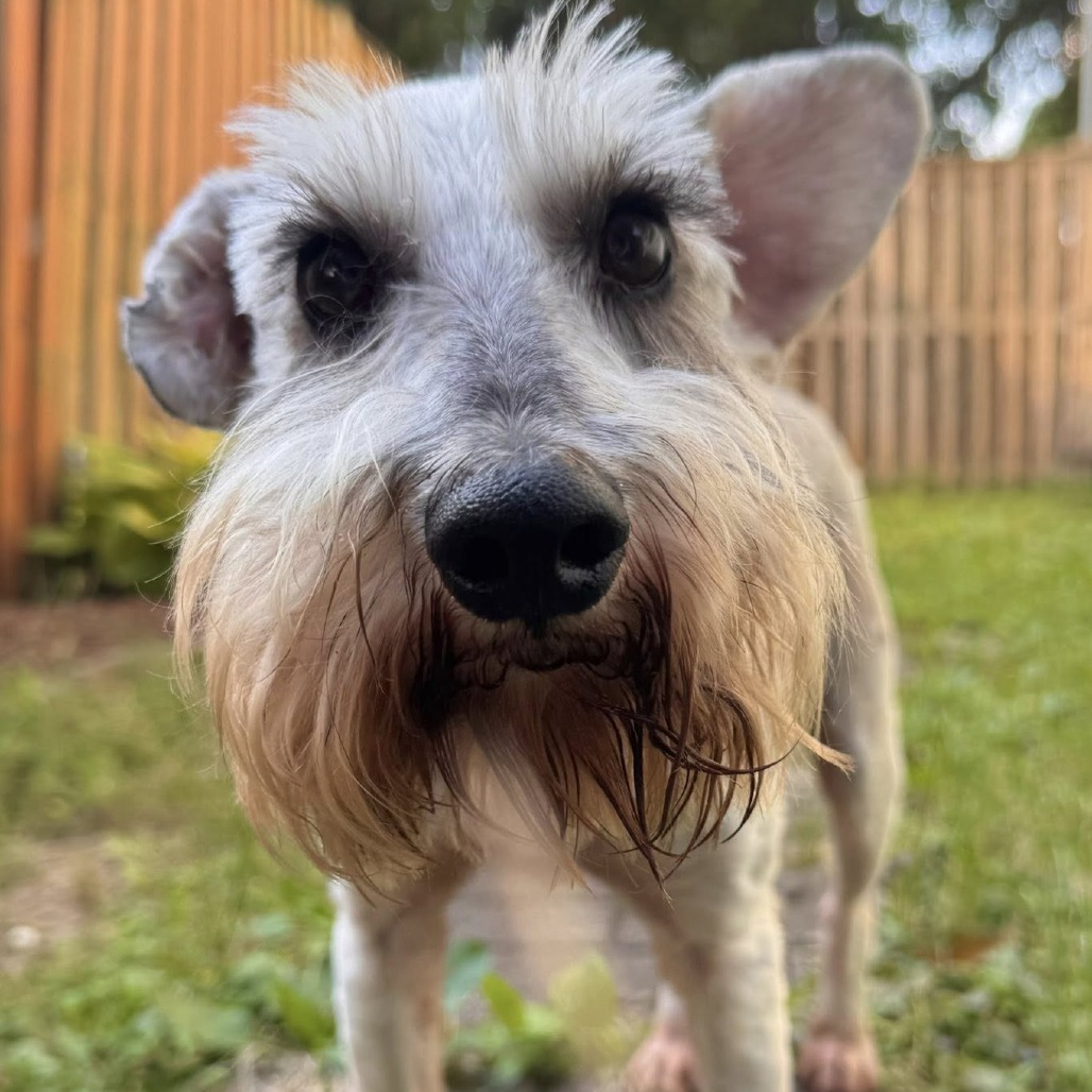 Gordon