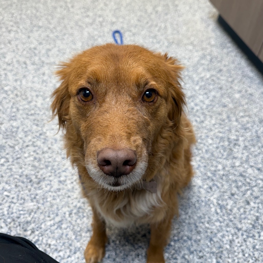 Bella, an adoptable Mixed Breed in Great Falls, MT, 59404 | Photo Image 1